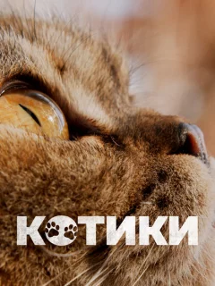 Котики