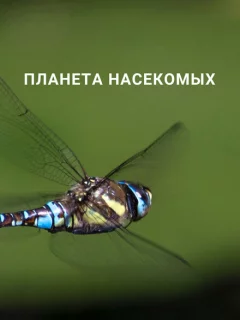 Планета насекомых