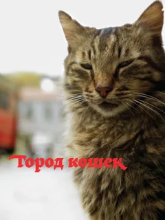 Город кошек